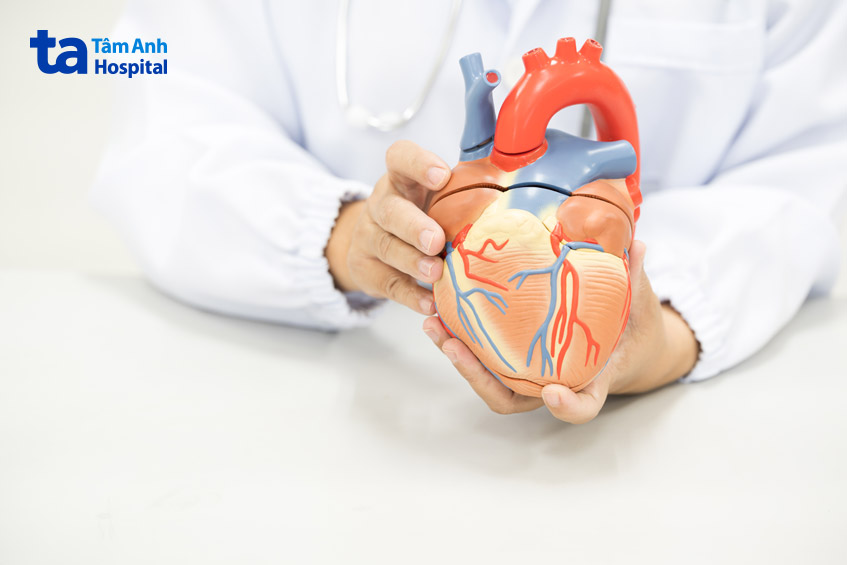 Vitamin B1 hỗ trợ hoạt động của tim