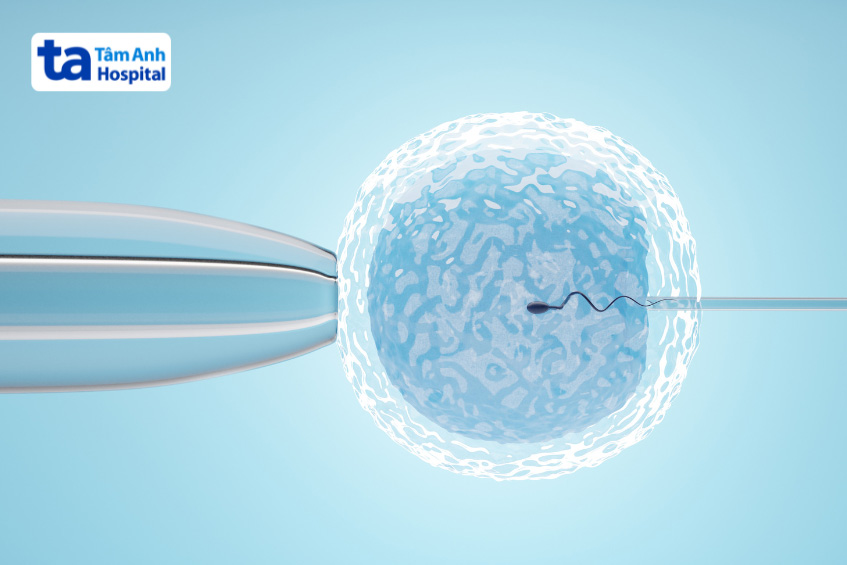 bào tương noãn mang lại hy vọng cho vợ chồng hiếm muộn do người chồng có ít tinh trùng bình thường