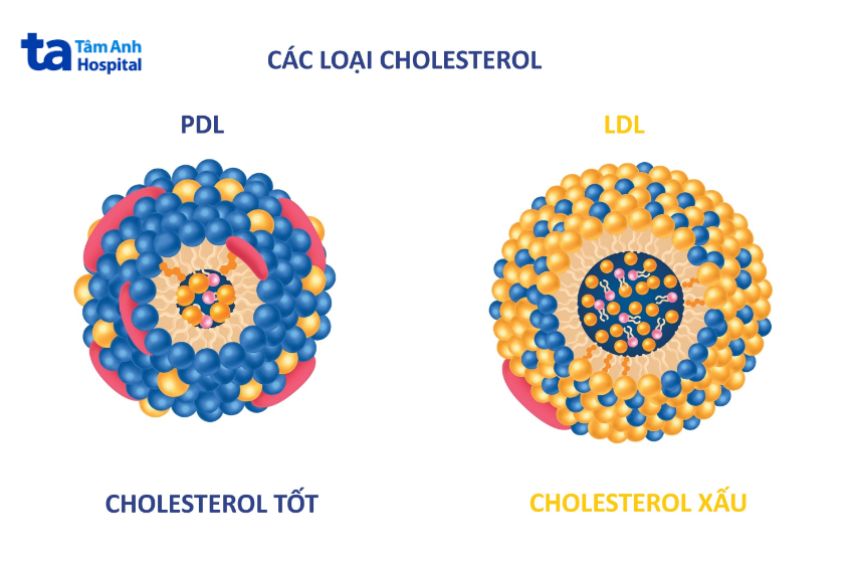 Các loại cholesterol