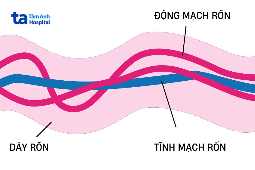 dây rốn của trẻ sẽ có 2 động mạch và 1 tĩnh mạch