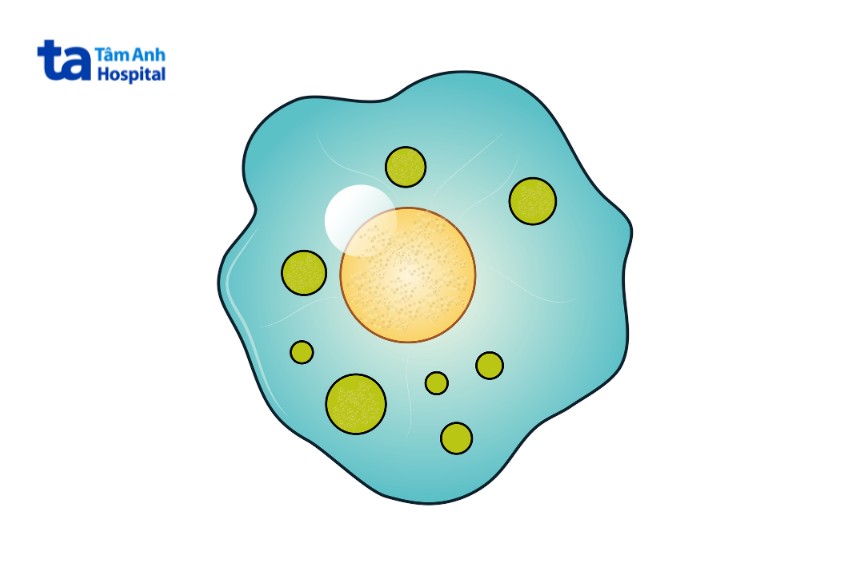 dễ bị nhiễm trùng nếu thiếu tế bào nk