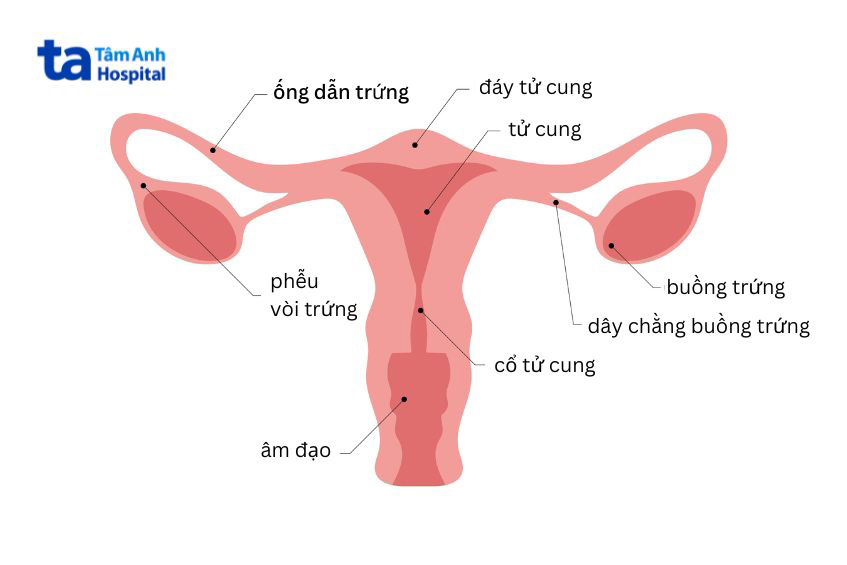 hoạt động của hệ thống sinh sản