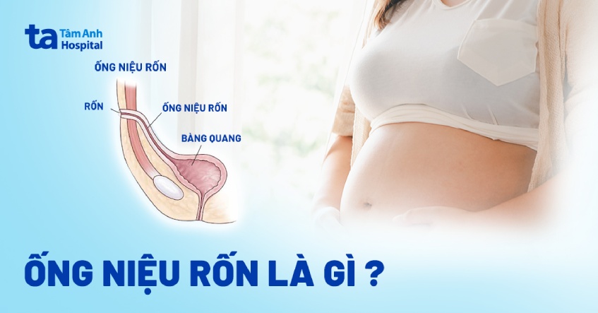 Ống niệu rốn là gì? Hình ảnh nhận biết, cấu tạo và chức năng