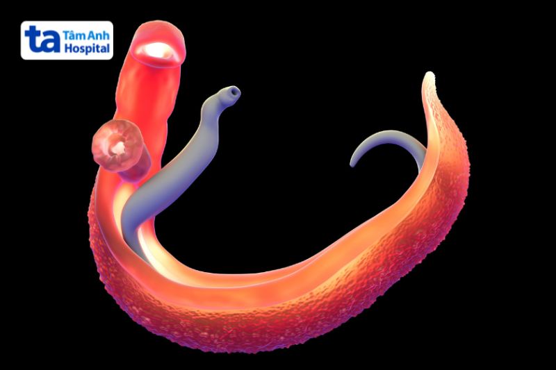 sán máng có hình ống dài tròn