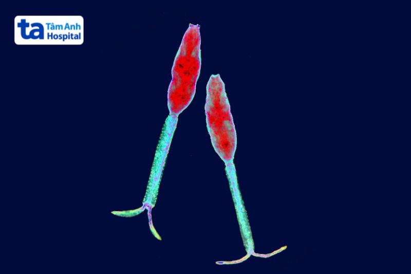 ấu trùng sán máng có đuôi