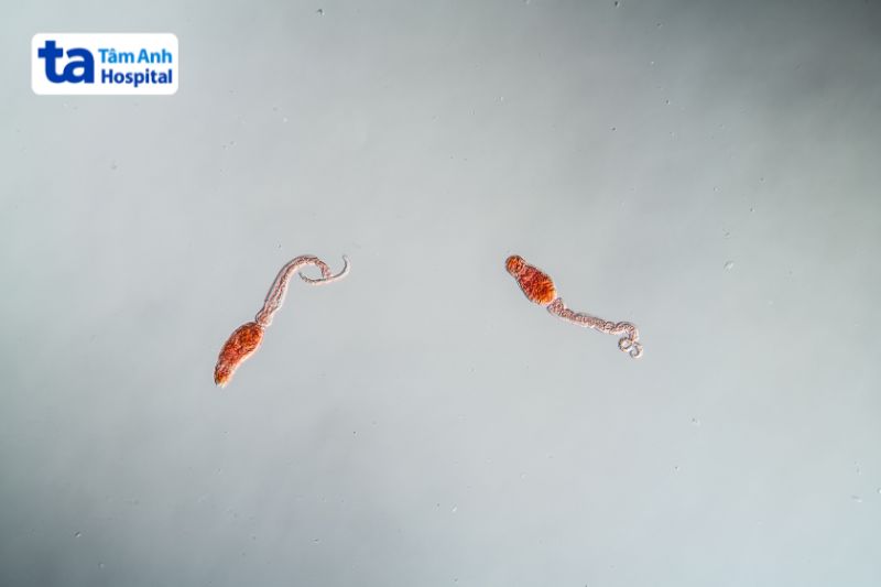 sán máng được quan sát dưới kính hiển vi