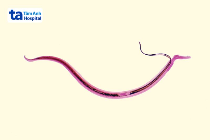 sán đực và cái thường phát triển theo cặp