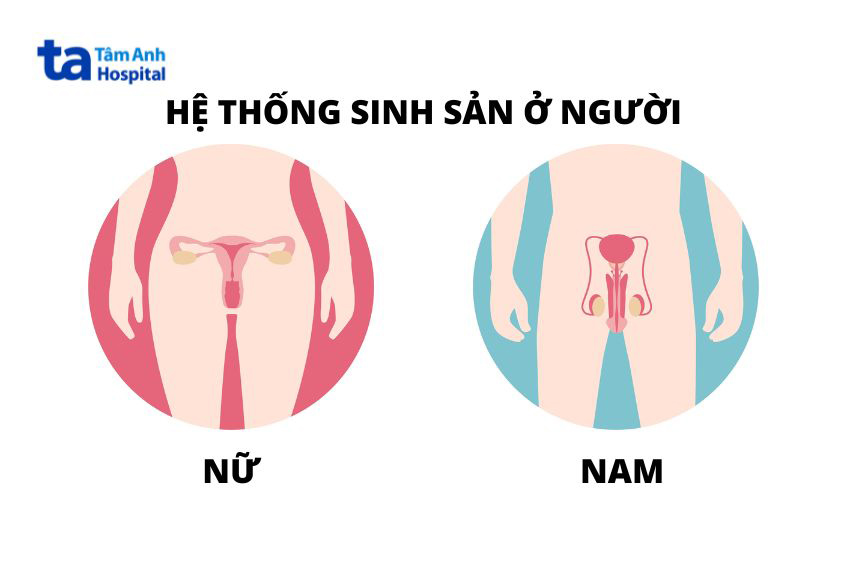 sinh sản giữa nam và nữ là khác nhau