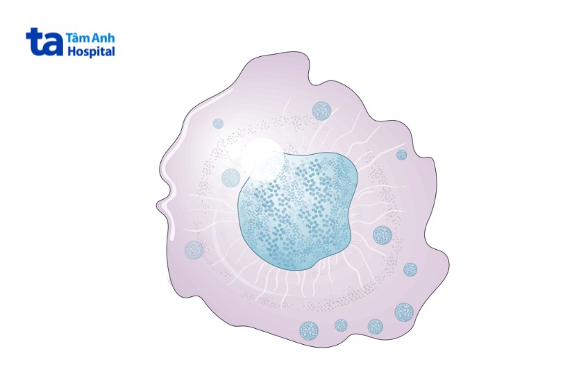 tế bào nk khoảng 2 tỷ ở người lớn