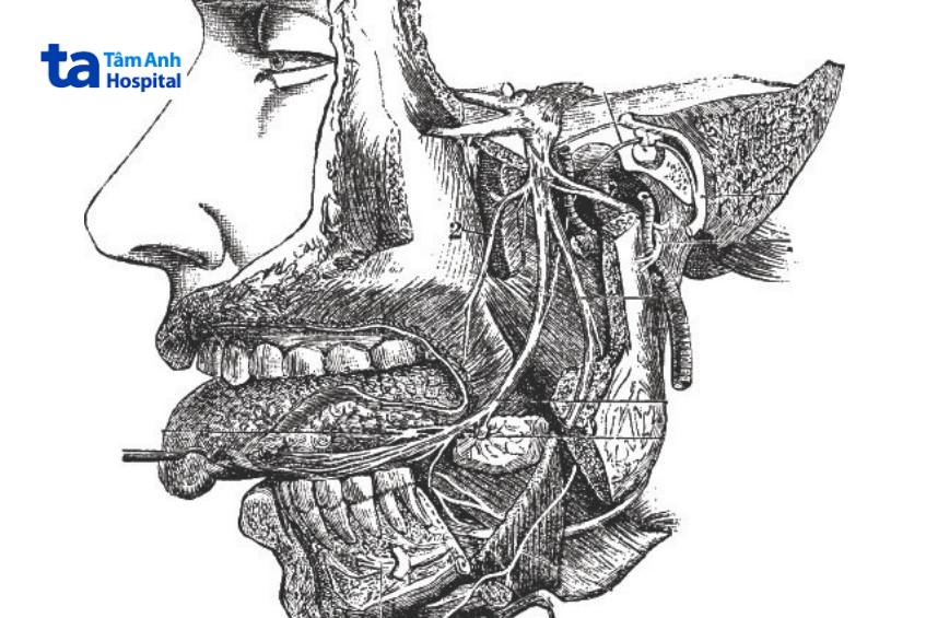 chức năng của dây thần kinh hạ thiệt
