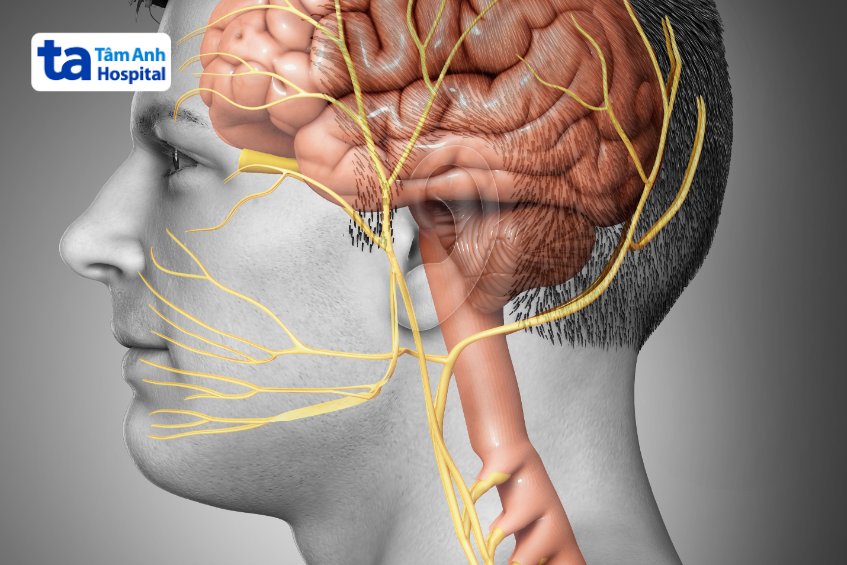 chức năng dây thần kinh sọ số 11