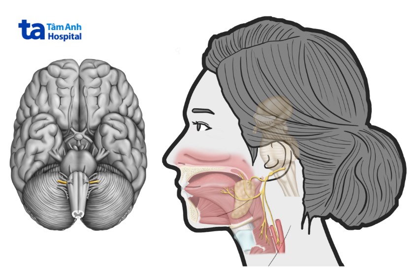 chức năng quan trọng của dây thần kinh số 9