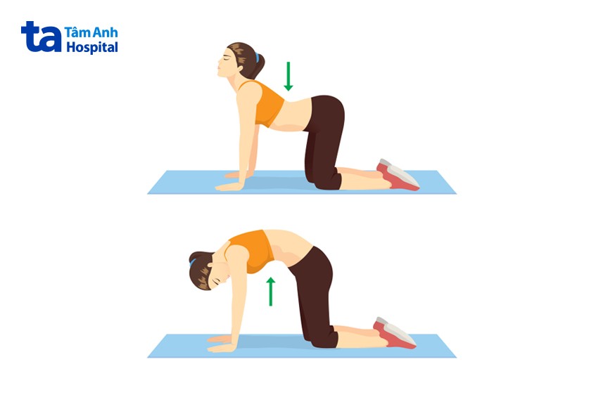 con mèo giảm mỡ bụng