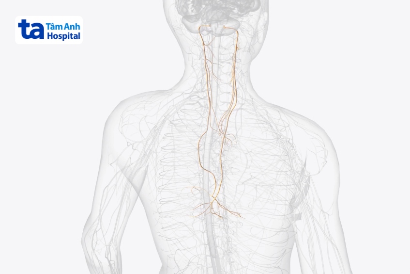 dây thần kinh số 10 là gì