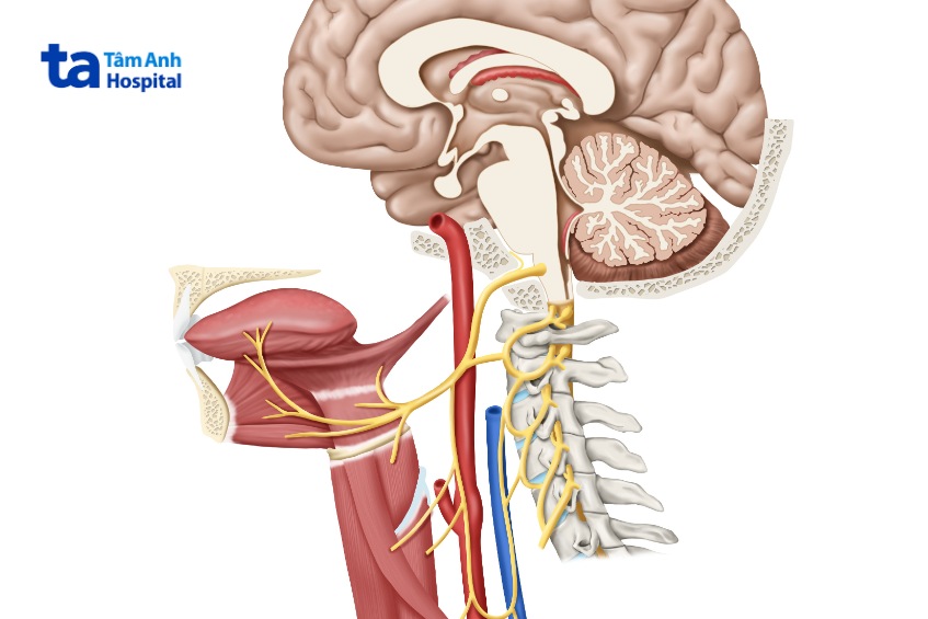 dây thần kinh số 12 là gì
