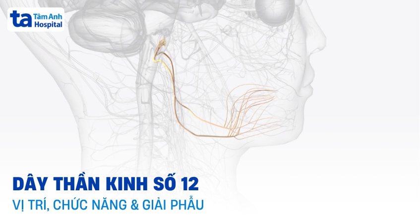 Dây thần kinh số 12 (hạ thiệt): Vị trí, giải phẫu và chức năng