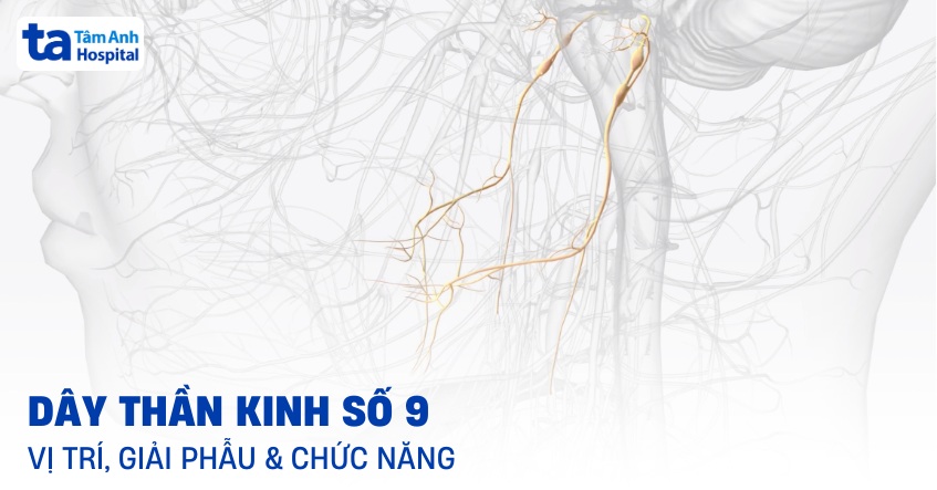 Dây thần kinh số 9 (thiệt hầu): Vị trí, giải phẫu và chức năng