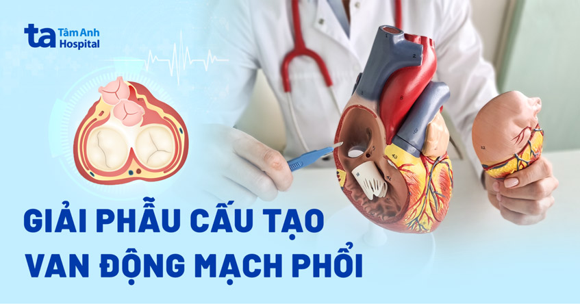 Van động mạch phổi: Giải phẫu cấu tạo, chức năng, vai trò, vị trí