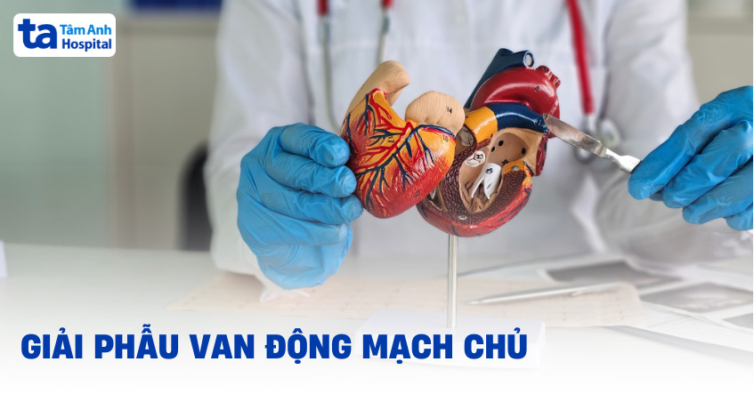 Van động mạch chủ: Giải phẫu cấu tạo, chức năng, vị trí, kích thước