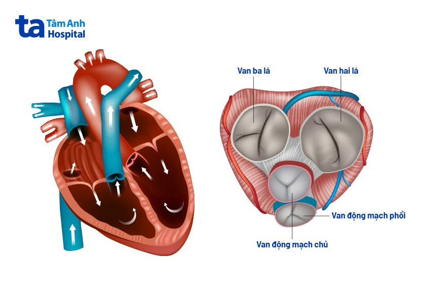 Hình ảnh minh họa van động mạch chủ