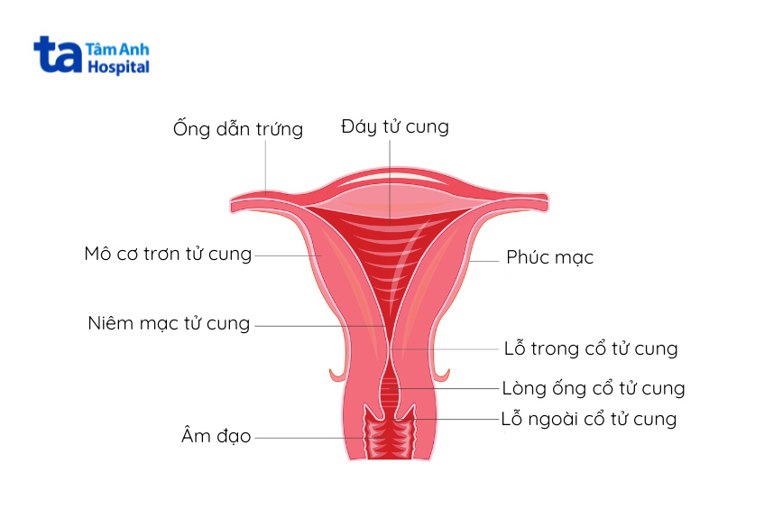 Niêm mạc chính là lớp mô mềm bao phủ toàn bộ bề mặt bên trong của tử cung