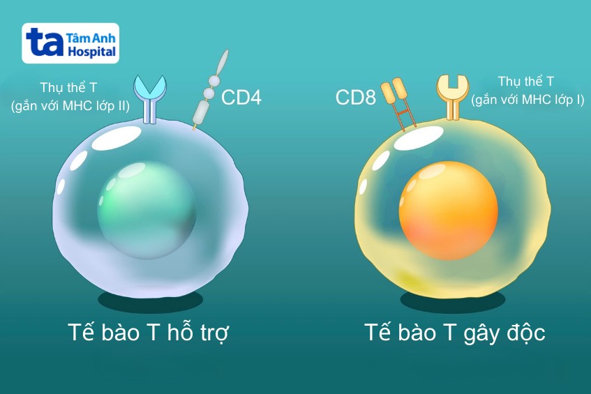tế bào hỗ trợ kích hoạt tế bào gây độc