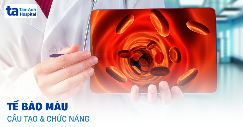 Tế bào máu là gì? Thành phần, cấu tạo, nguồn gốc và chức năng