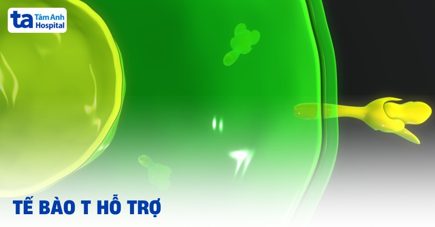 Tế bào T hỗ trợ (Th cells): Vai trò, chức năng và giải phẫu cấu tạo