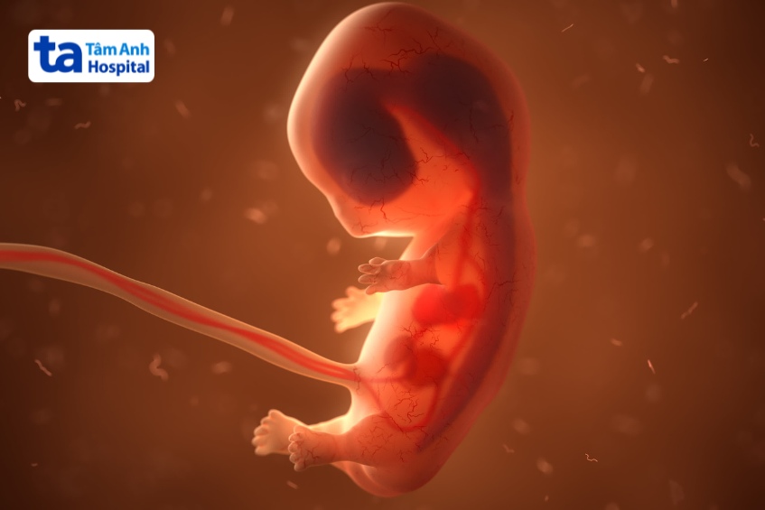tồn tại ống rốn tràng là di tích của ống noãn hoàn
