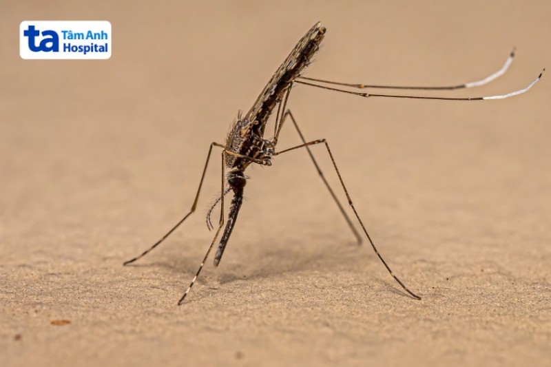 ảnh muỗi sốt rét trưởng thành thuộc loài Anophen
