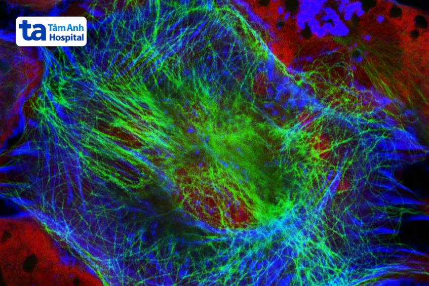 u nguyên bào thần kinh phát triển