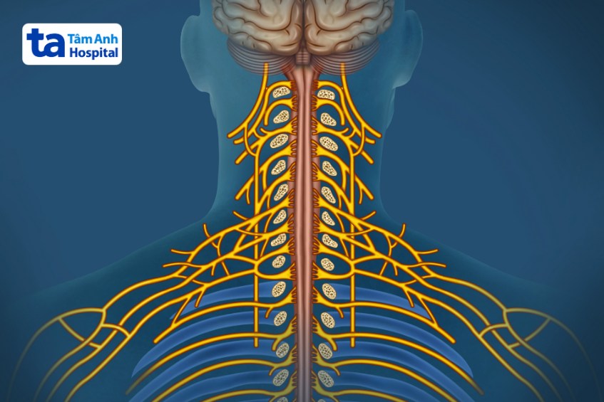vai trò của dây thần kinh thiệt hầu