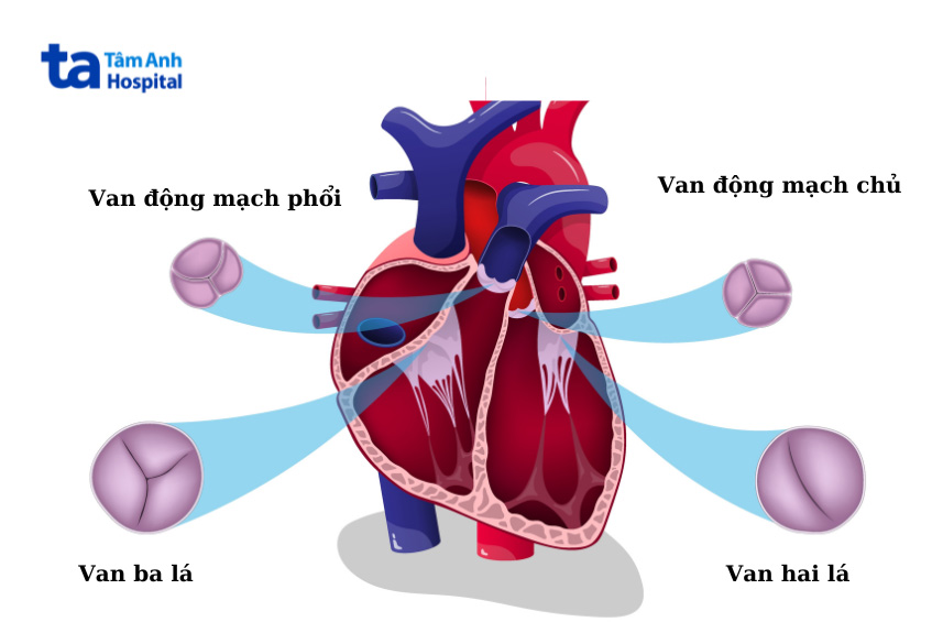 Van động mạch phổi ngăn cách tâm thất phải với thân động mạch phổi