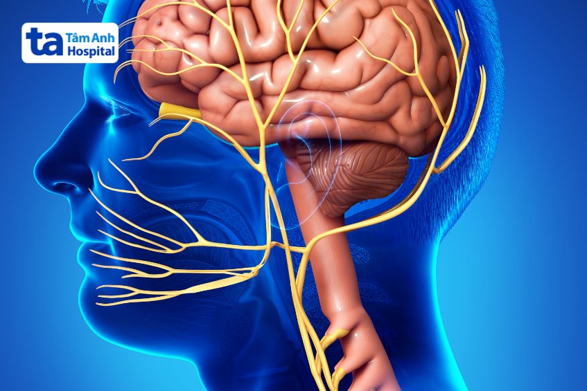 vị trí dây thần kinh số 11