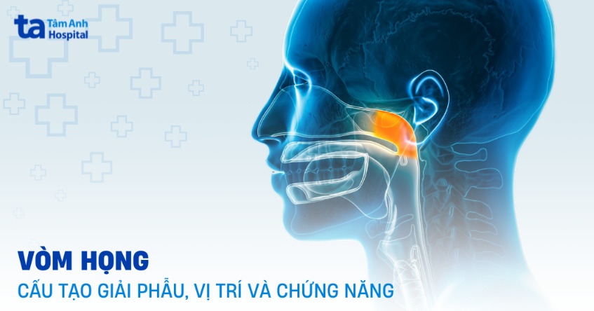 Vòm họng là gì? Cấu tạo giải phẫu, vị trí và chức năng trong cơ thể