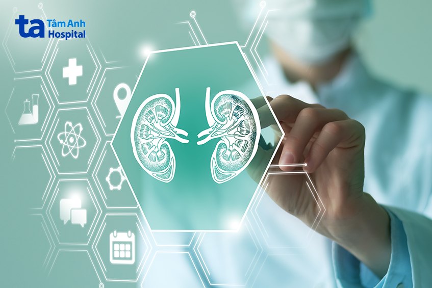 Các cơ quan lớn như gan, thận cũng sản sinh hormone