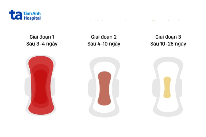 Các giai đoạn của quá trình sản dịch sau sinh