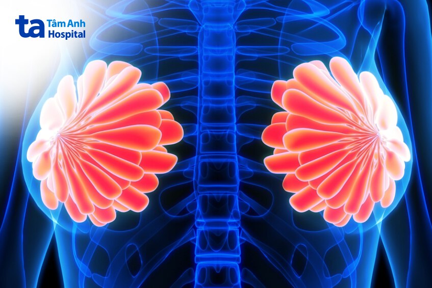 cấu tạo bên trong của vú