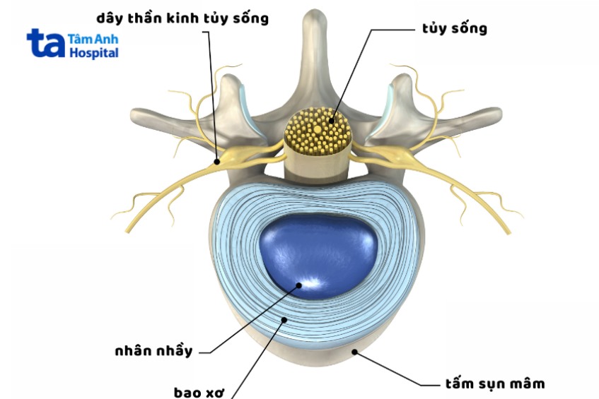 Cấu tạo của đĩa đệm