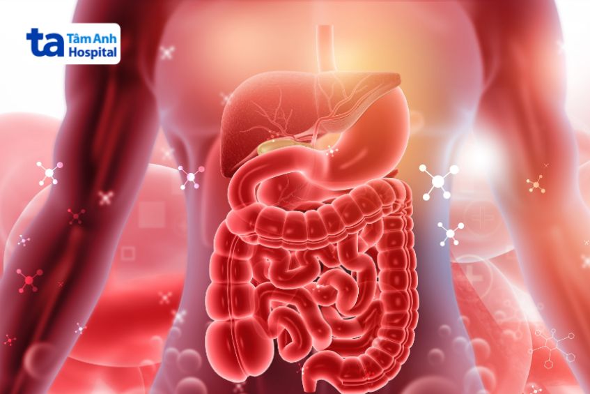 Chức năng của cơ trơn trong cơ thể