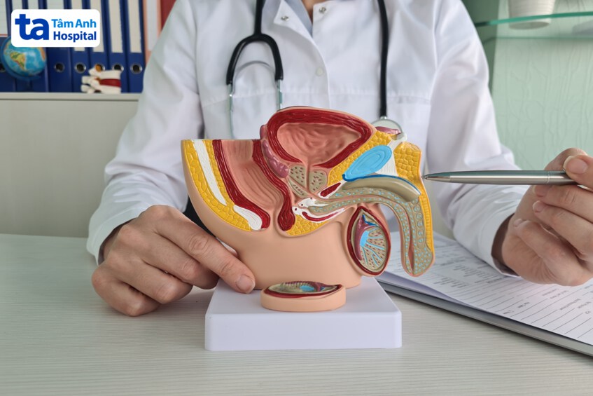 dương vật bình thường