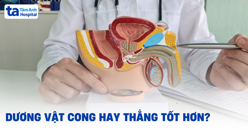 Dương vật cong hay thẳng tốt hơn​? Cái nào ảnh hưởng đến sinh sản?