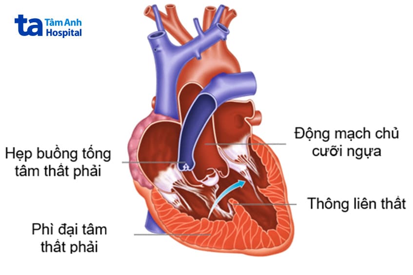 hình ảnh động mạnh chủ cưỡi ngựa