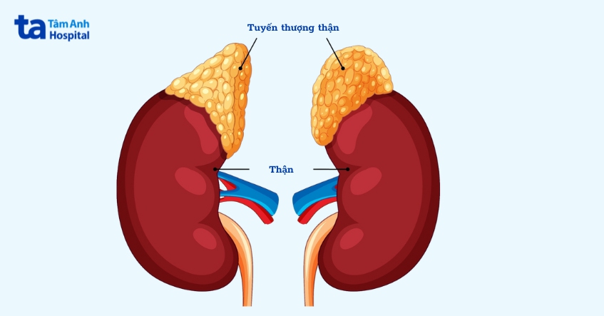 hình ảnh tuyến thượng thận