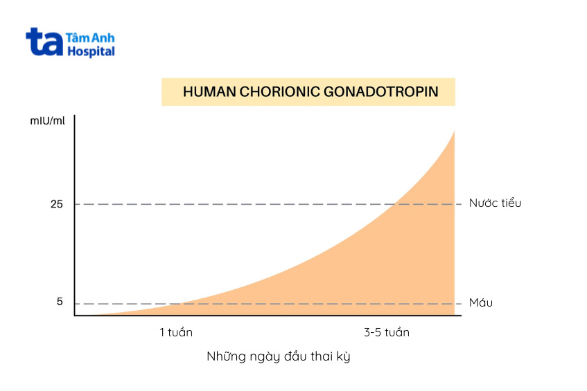 hormone hcg trong máu và nước tiểu