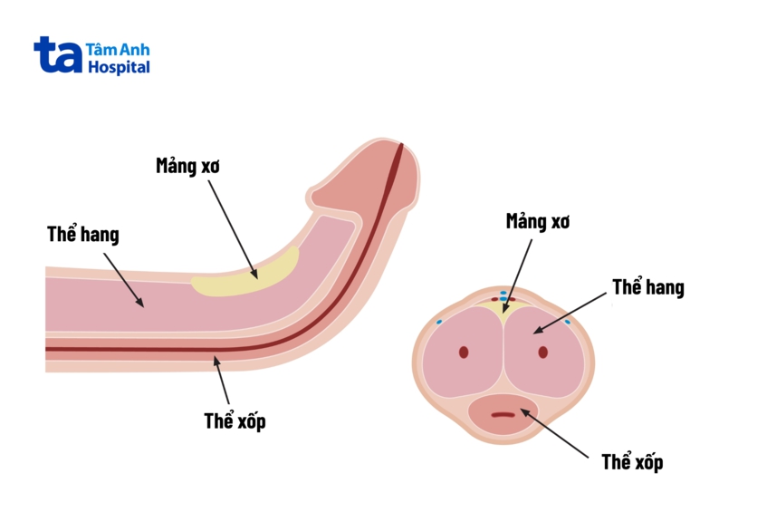 mảng mô sẹo hình thành dưới da