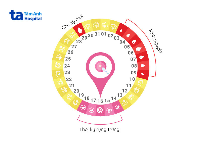 nắm rõ về chu kỳ kinh nguyệt của phụ nữ