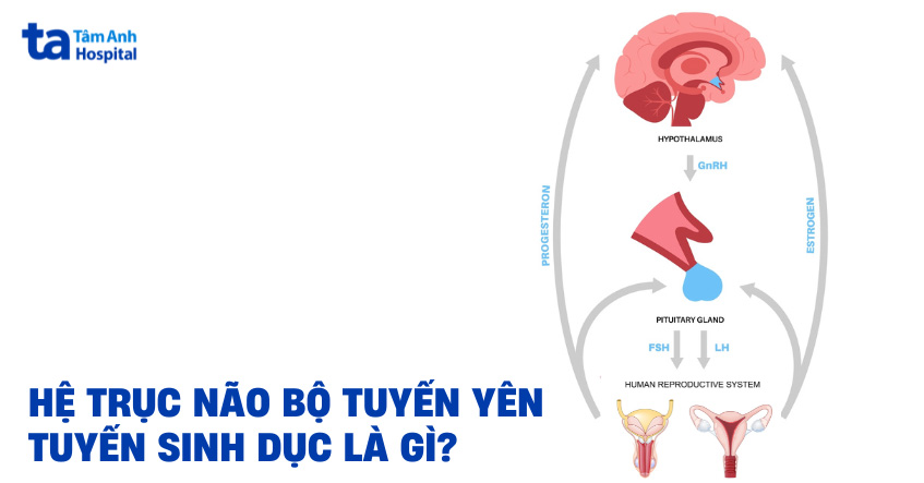 Hệ trục não bộ tuyến yên tuyến sinh dục là gì? Cấu trúc và chức năng