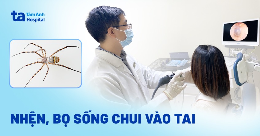 nhện bọ sống chui vào tai