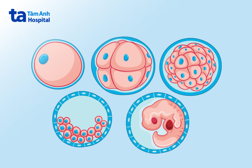 Nuôi phôi ngày 5 giúp tăng tỷ lệ mang thai thành công sau khi chuyển phôi